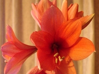 38417RoCrLe - Second bloom on the Amaryllis that Pauline gave Mom for Christmas   Each New Day A Miracle  [  Understanding the Bible   |   Poetry   |   Story  ]- by Pete Rhebergen
